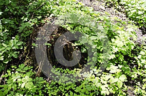 Large tree stump in summer forest