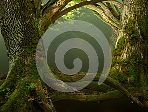 Old mossy trees with crooked branches and roots