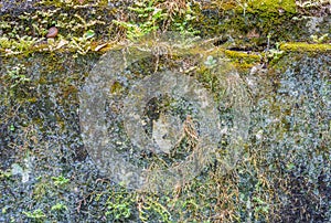 old mossy wall