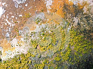 old mossy wall natural background