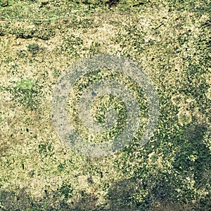 Old mossy wall surface