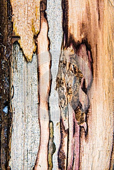 Old mouldering oak wood texture