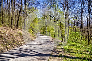 Old mountain asphalt road with tree tunnel