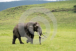 Old muddy male elephant grazes on grass in Ngorongoro Crater Tanzania