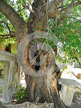 Old mulberry tree