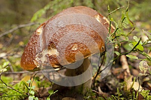 Old mushroom in the forest.