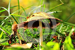 Old mushroom in a grass