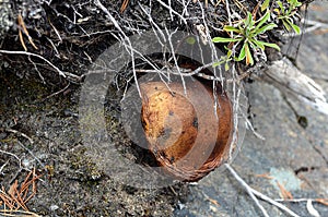 Old mushroom grown in scrup