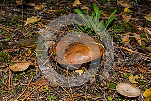 Old mushroom Slippery jack Suillus luteus in pine forest.