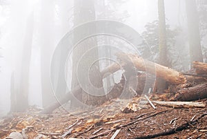 Old mystery forest in dense fog