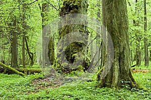 Old natural forest