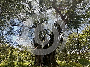 The Old Natural Tree in the middle of village called resan