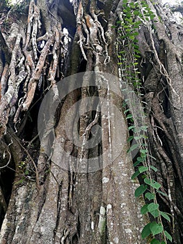 The Old Natural Tree in the middle of village called resan