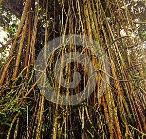 Old Natural Trees at Kebun Raya Bogor, indonesia photo