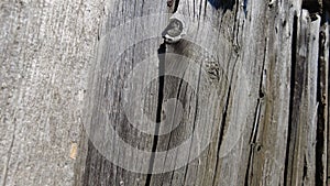Old natural wood texture background. Wall grey, Wooden boards. Grunge surface, timber rustic backdrop