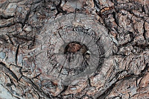 Old natural wooden shabby background close up, old wood background, texture of bark wood use as natural background