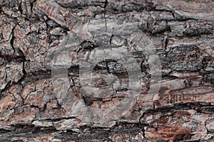 Old natural wooden shabby background close up, old wood background, texture of bark wood use as natural background