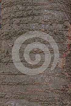 Old natural wooden shabby background close up, old wood background, texture of bark wood use as natural background