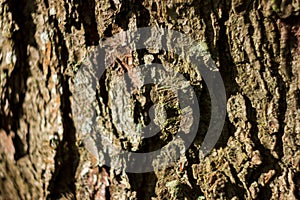 Old natural wooden shabby background close up, old wood background, texture of bark wood use as natural background