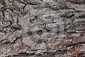 Old natural wooden shabby background close up, old wood background, texture of bark wood use as natural background