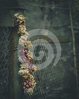 An old necklace of dry flowers on a rusty fence. The graininess of the film in the style of an old photo.