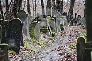 Old and neglected tombstones in the Jewish cemetery in Warsaw, Poland