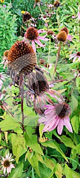 Old and new echinacea flowers against green background