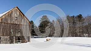 Old New England Barn and cow in winter