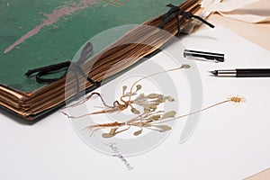Old and new herbaria, collection of dried plant specimens