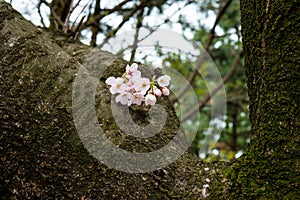 Old and New - little cherry blossom flowers on big tree trunk