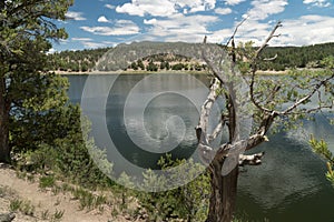 Old and new trees along Quemado Lake, New Mexico. photo