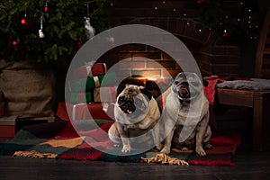 old new year pug on studio