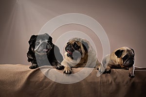 old new year pug on studio