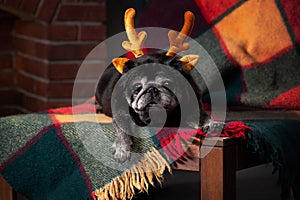 old new year pug on studio