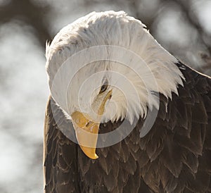 Old North American Bald Eagle bowing his head