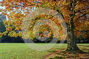 Old northern red oak tree Quercus rubra with colorful autumn leaves in a park, seasonal landscape, copy space