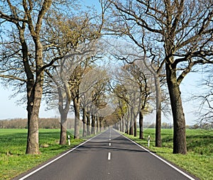 Old oak alley in spring