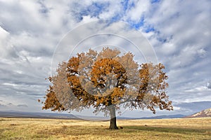 Old oak alone in the field