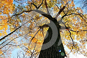 Old Oak in Autumn