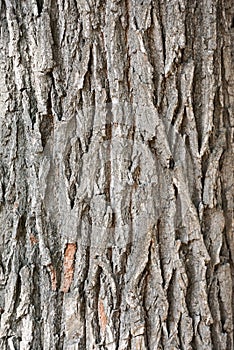 Old oak bark close-up