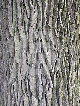 old oak bark in summer