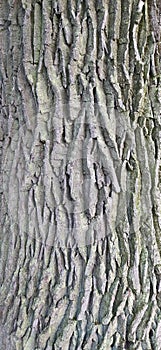 old oak bark in summer