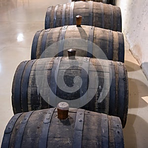 Old oak barrels in Wine Cellar