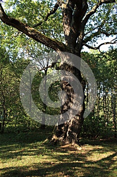 Old oak centenarian tree