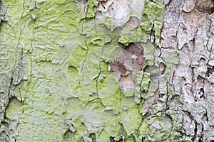 Old oak coarse bark