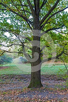 Old oak in a forest glade