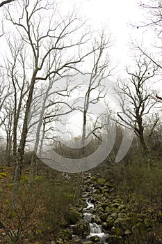 Old oak forest landscape on a misty morning with fog next to small splashing river with flowing water