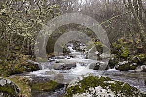 Old oak forest landscape on a misty morning with fog next to small splashing river with flowing water