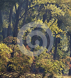 Old oak forest in late summer