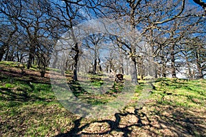 Old oak grove at springtime